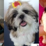 O que saber antes de ter um cachorro
