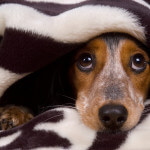 Seu Cachorro Tem Medo De Fogos? Eis a Solução!
