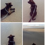 Viajando Com Ozzynho