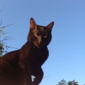 Chico, o Gato!