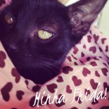 Olha a Frida Aí!