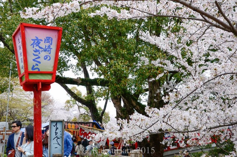 Coisas do Japão: Festival Hanami no Castelo de Okazaki!