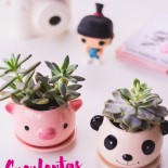 Cactos e Suculentas na Caneca