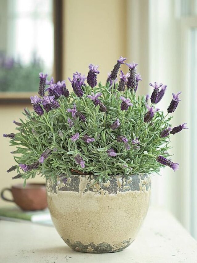 5 Usos mágicos da lavanda!