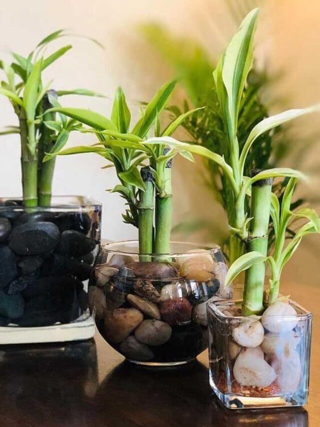 5 Plantas que atraem dinheiro!