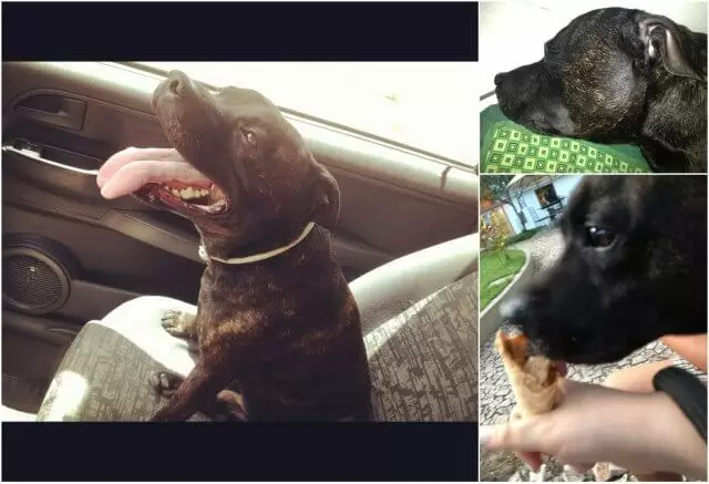 viajar cachorro