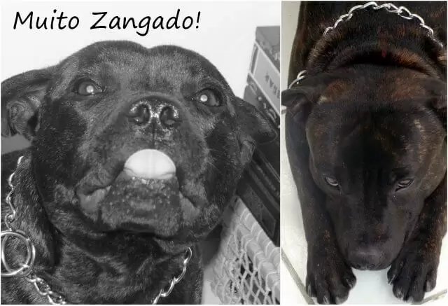 Ele sempre faz essa carinha quando digo "não"...