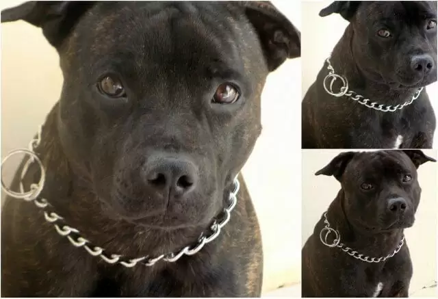como educar um cachorro