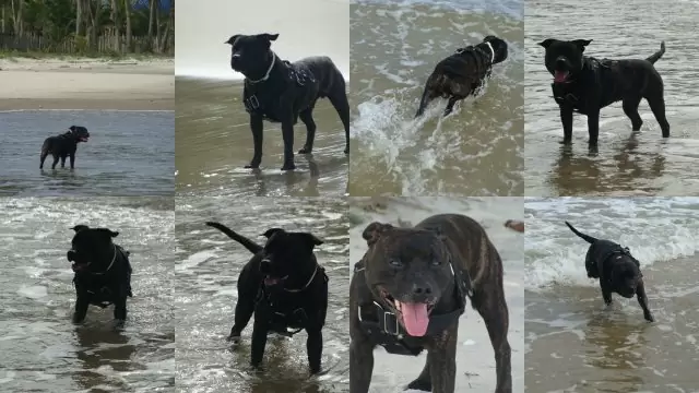 férias cachorro