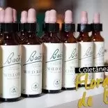 Livro Sobre os Florais de Bach: PDF Grátis