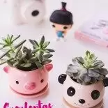 Cactos e Suculentas na Caneca